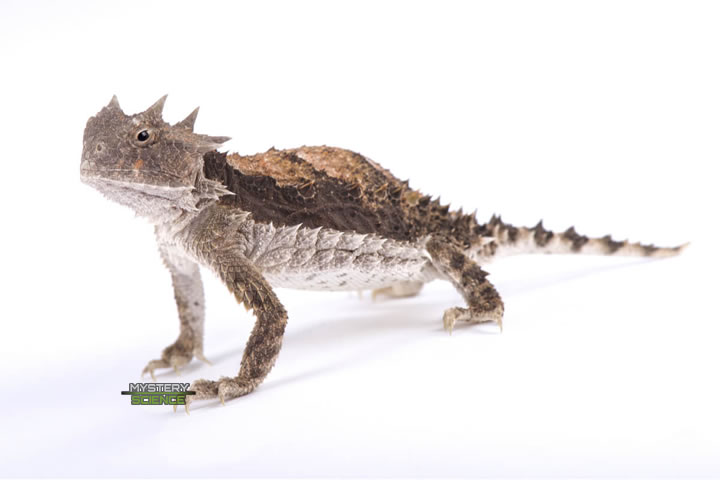 El lagarto cornudo posee una magnífica corona de cuernos adornando su cabeza y numerosas espinas que cruzan su lomo