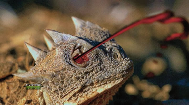 Al arrojar sangre de los ojos, el lagarto cornudo puede confundir a los coyotes, serpientes, cuervos y otros depredadores