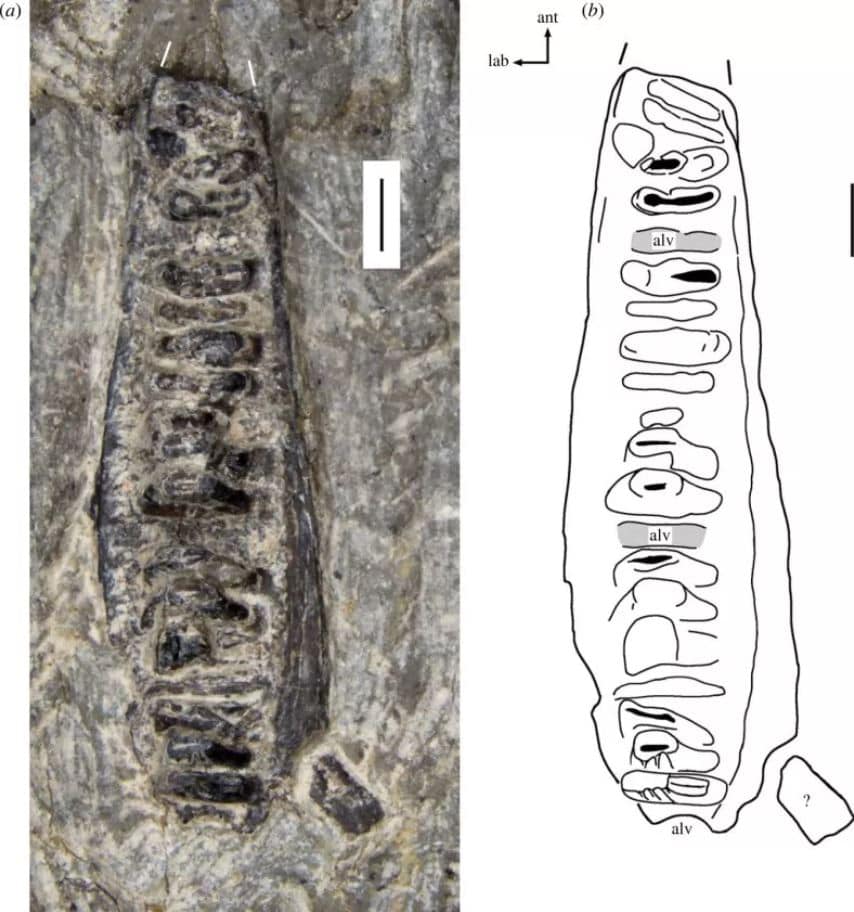 Hueso de la mandíbula superior de Rutiotomodon tytthos. Según el análisis realizado a este fósil, los investigadores pudieron describir una nueva especie