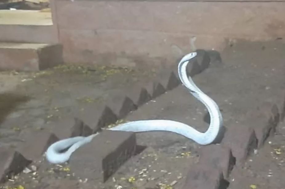Cobra india albina que fue retirada de una vivienda en Coimbatore, al sur de la India