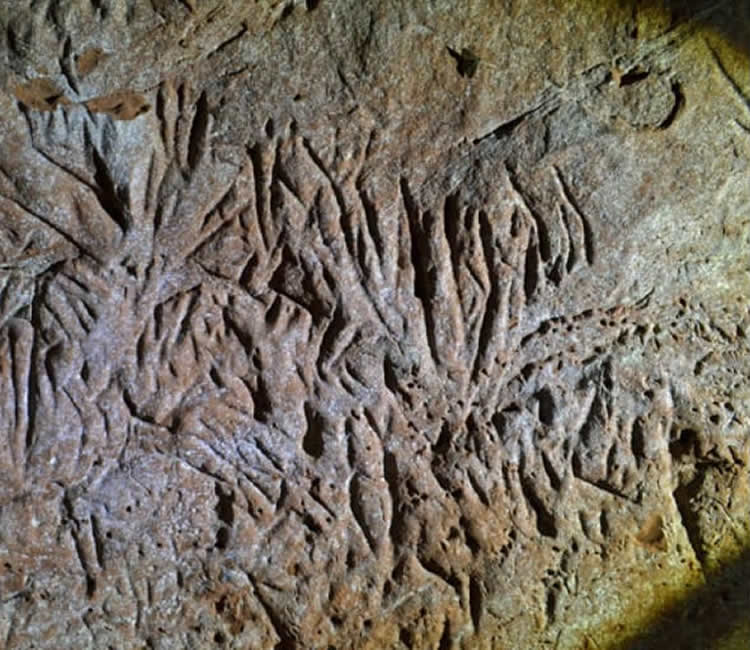 Marcas de garras en las paredes