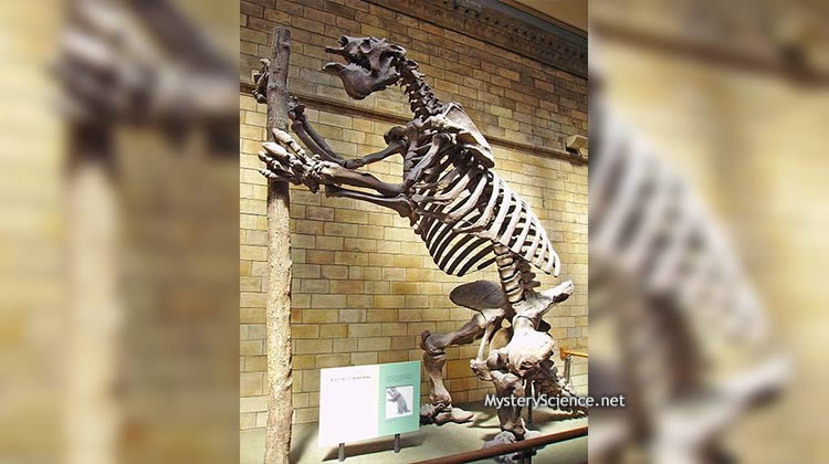 Oso perezoso gigante