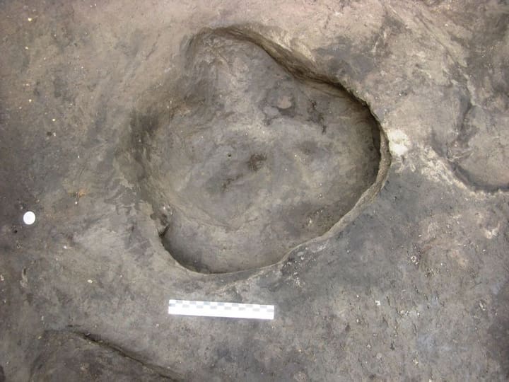 Huella de rinoceronte Stephanorhinus kirchbergensis