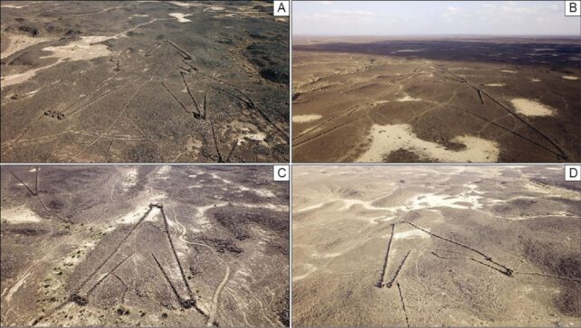 Ejemplos de cometas del desierto encontradas en el desierto de Arabia Saudita