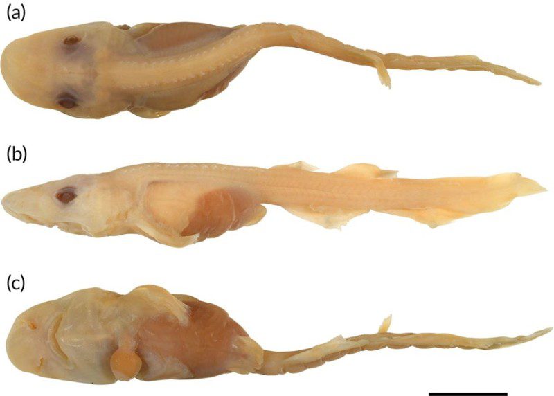Un embrión hallado dentro de una de las cajas de huevos examinadas permitió identificar la nueva especie