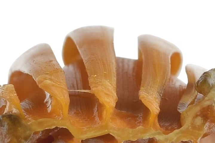 Las distintivas crestas en forma de T del huevo son exclusivas de esta especie de tiburón demonio
