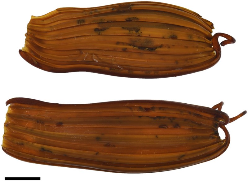 Primer plano de la caja de huevos del tiburón Apristurus ovicorrugatus