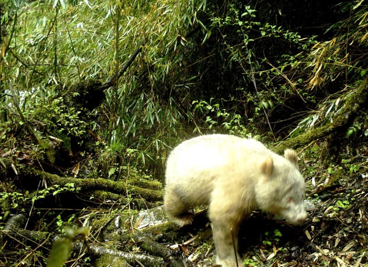 El panda albino cuando era solo un osezno