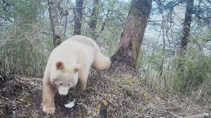 Imágenes del panda albino capturadas recientemente