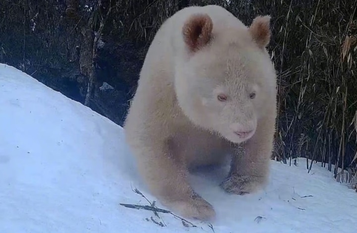 Sin manchas en su cuerpo y ojos rojos únicos, los expertos concluyeron que el panda gigante salvaje era albino
