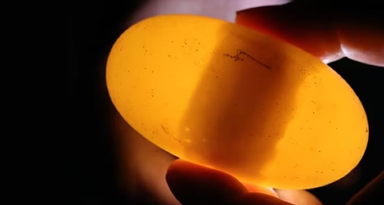 A pesar de vivir sola en cautiverio, la hembra de cocodrilo puso 14 huevos
