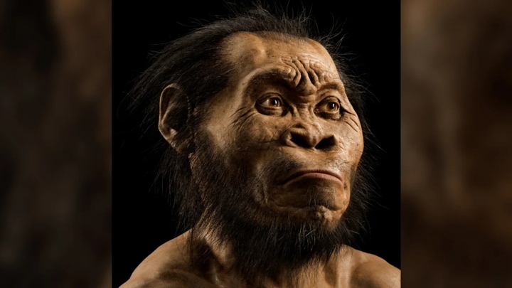 Reconstrucción artística del Homo naledi basada en los restos de un cráneo hallado en la cueva Rising Star