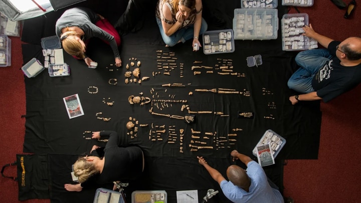 Equipo de investigación junto a los fósiles de Homo naledi en el Instituto de Estudios Evolutivos de la Universidad de Witwatersrand (Johannesburgo)