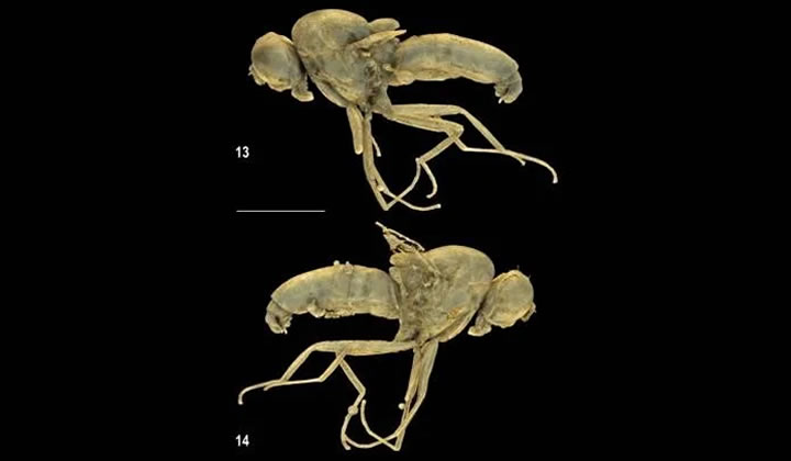 Los científicos usaron varias técnicas para hacer un mapeado en 3D del nuevo insecto