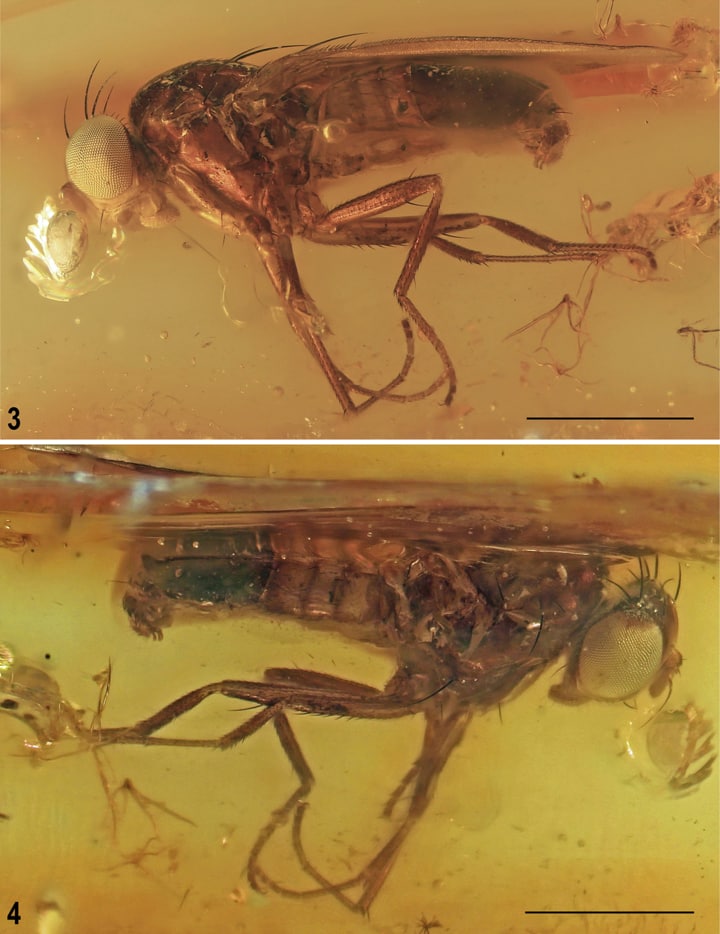 El nuevo insecto descubierto tiene características únicas que ya no se encuentran en los Acalyptratae actuales