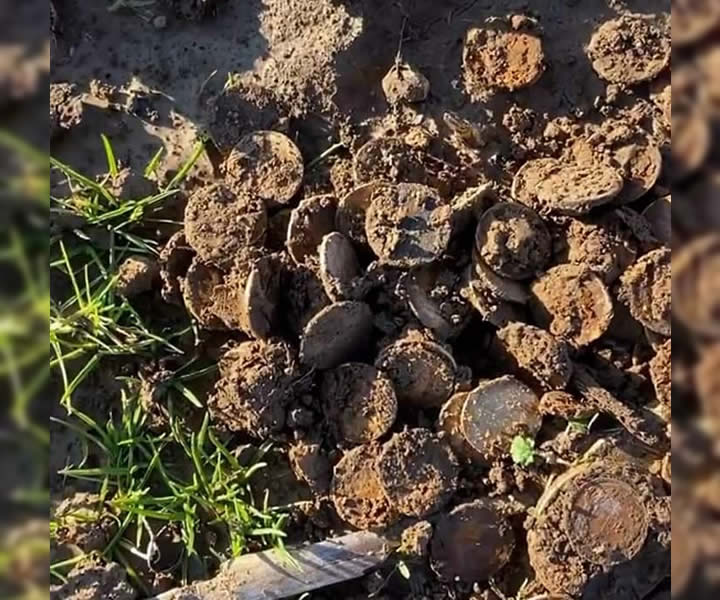Las monedas fueron descubiertas por casualidad enterradas en un campo de maíz