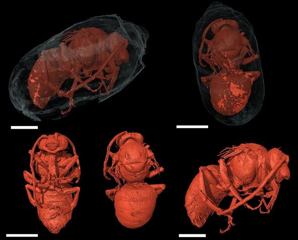 Las tomografías microcomputarizadas permitieron a los científicos obtener imágenes de las abejas dentro de sus capullos
