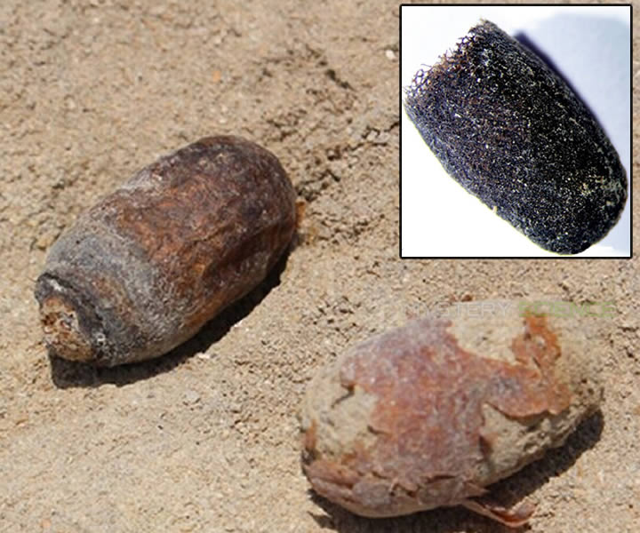 Celdas de cría selladas abiertas y cerradas que contenían las abejas