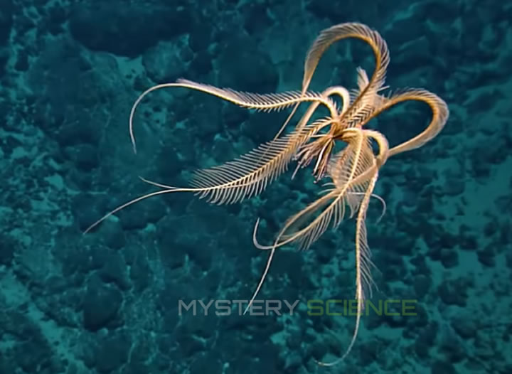 Un crinoideo, o lirio de mar