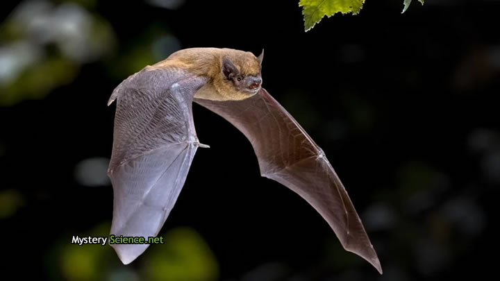 Pipistrela común, un murciélago moderno