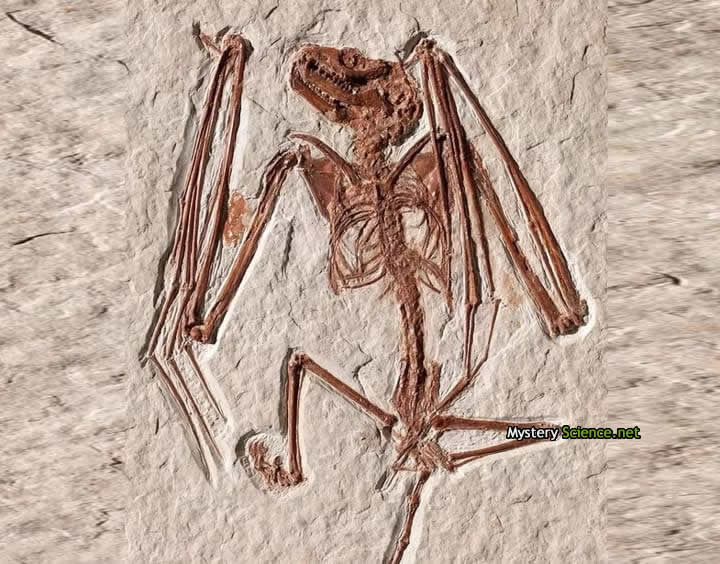 La nueva especie Icaronycteris gunnelli