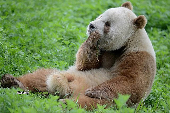 Según los arqueólogos, el panda encontrado en la tumba del emperador probablemente pertenecía a la subespecie Qinling, que tiene caras más grandes y redondas, y es diferente del panda gigante más común