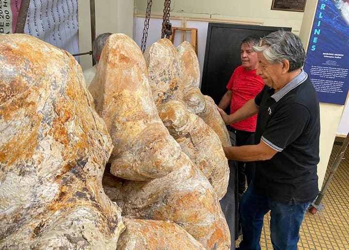 Huesos del Perucetus colossus.