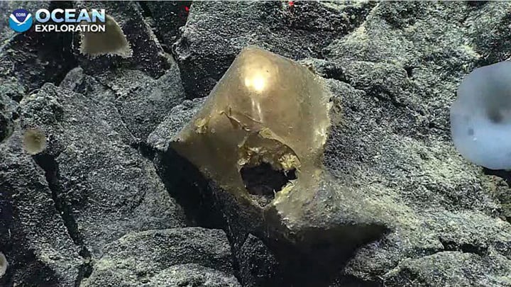 El extraño objeto dorado encontrado