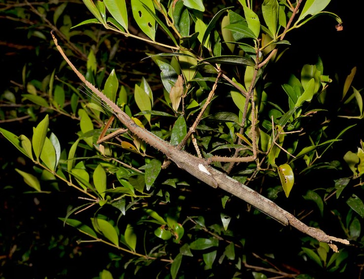 Insecto palo gigante Acrophylla alta